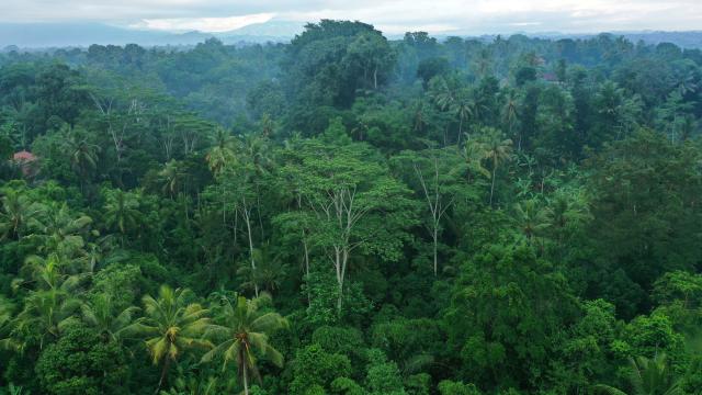 Largest Rainforests of the World