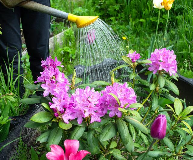 Rhododendron Care: Everything You Need for Stunning Blooms | Gardening Know  How