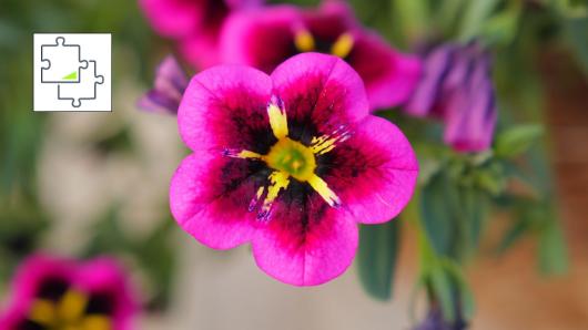 Vibrant Flowers jigsaw puzzle