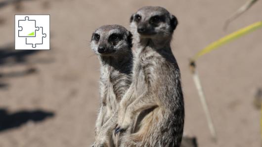 Curious Meerkats jigsaw puzzle