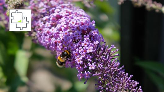 Bee on Flowering Lilac jigsaw puzzle