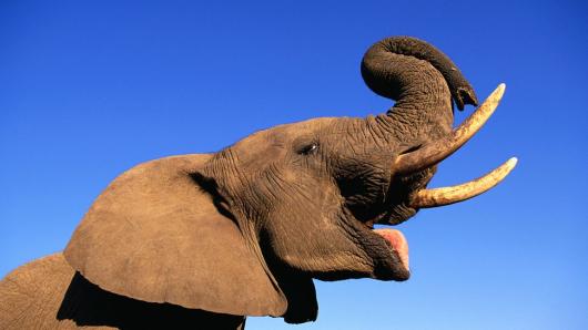 Elephant quiz: Test your smarts on the world's largest land animal