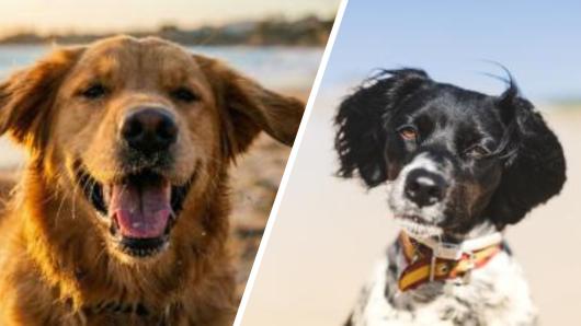 Which image is AI? Picture quiz