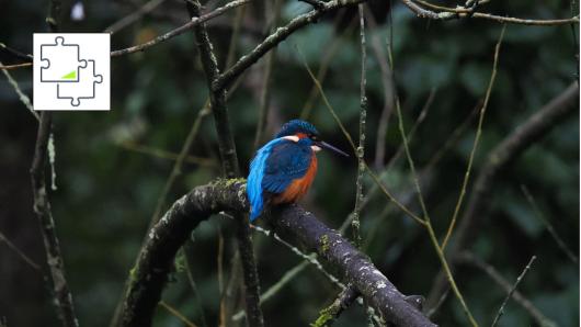 Brooding Kingfisher jigsaw puzzle