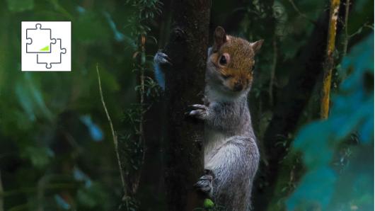 Secretive Squirrel jigsaw puzzle
