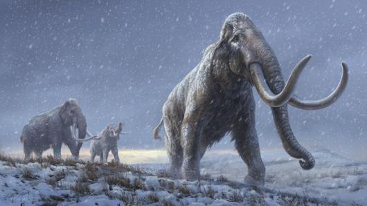 Mammoth quiz