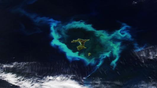 Can you reassemble this glowing ring of plankton?