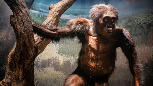 Human origins quiz: How well do you know the story of humanity?