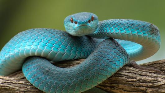 Snake quiz: How much do you know about the slithering reptiles?