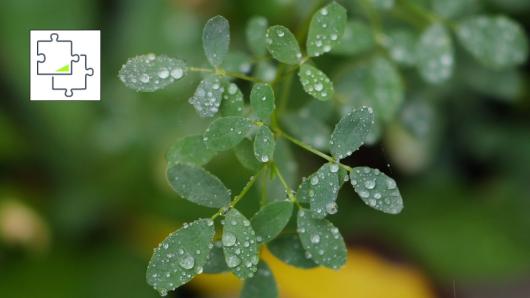 After the Rain Macro jigsaw puzzle