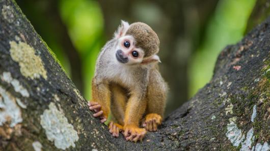 Primates Quiz: What do you know about our closest relatives?