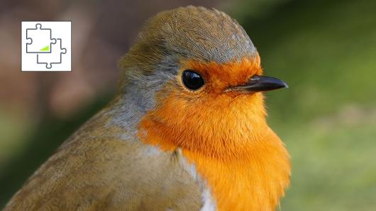 Feathered Friend jigsaw puzzle