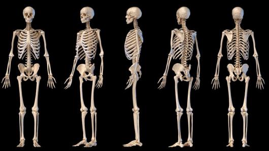 Human skeleton quiz: What do you know about the bones in your body?