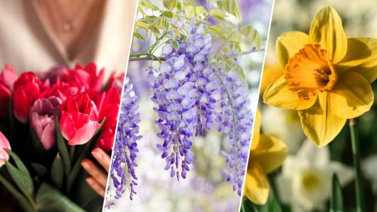 Spring plants and flowers picture quiz